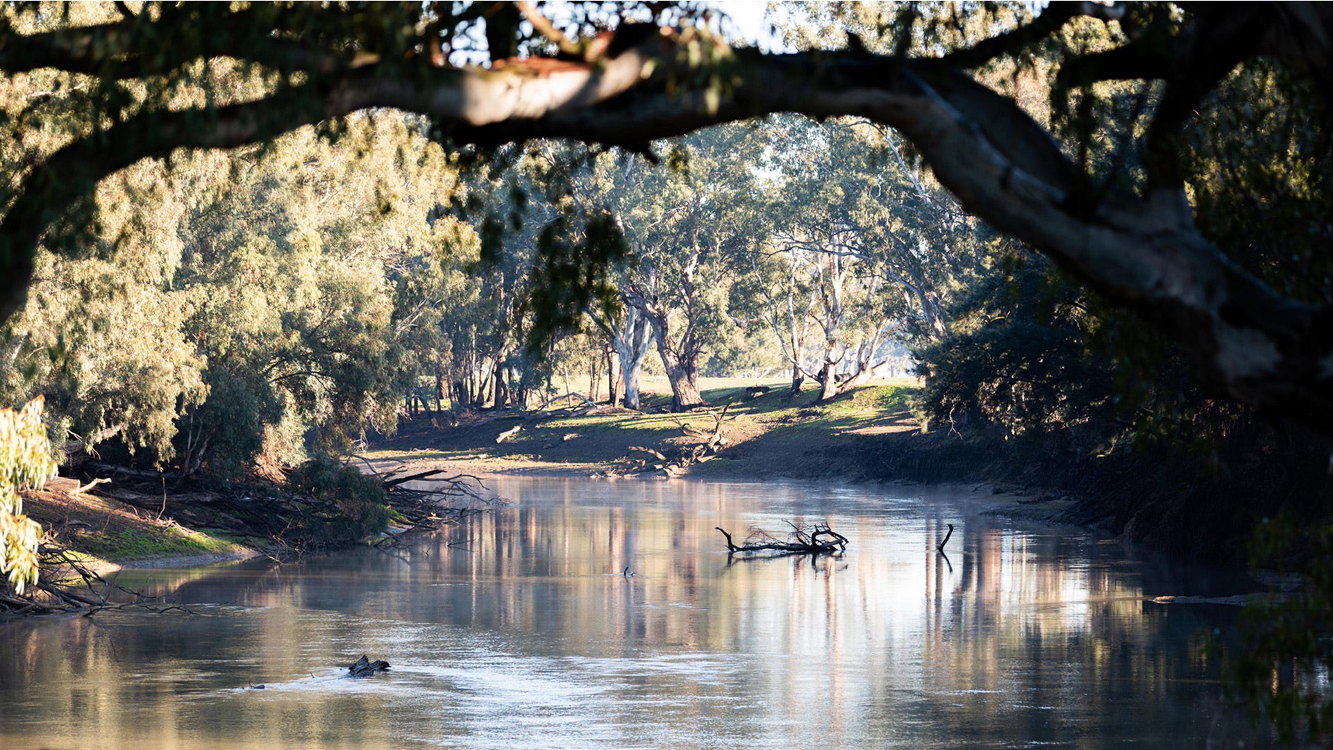 curved river with driftwood, surrounded by native australian trees