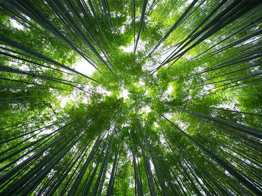 Ground level shot of green forest trees