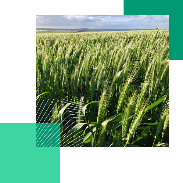 Barley nearing harvest at Viridis Ag's dryland row cropping asset "Tantanoola", in the Western Australian wheatbelt. Barley is grown in rotation with wheat and canola crops to improve soil health. 