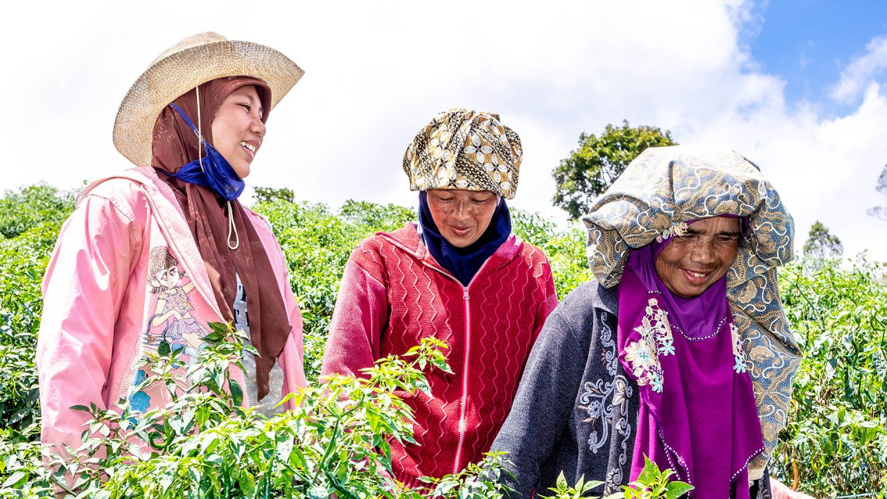 A women-led chili farming business established with help from Good Return’s Impact Investment program