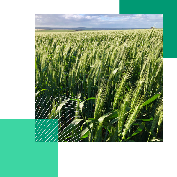 Barley nearing harvest at Viridis Ag's dryland row cropping asset "Tantanoola", in the Western Australian wheatbelt. Barley is grown in rotation with wheat and canola crops to improve soil health. 