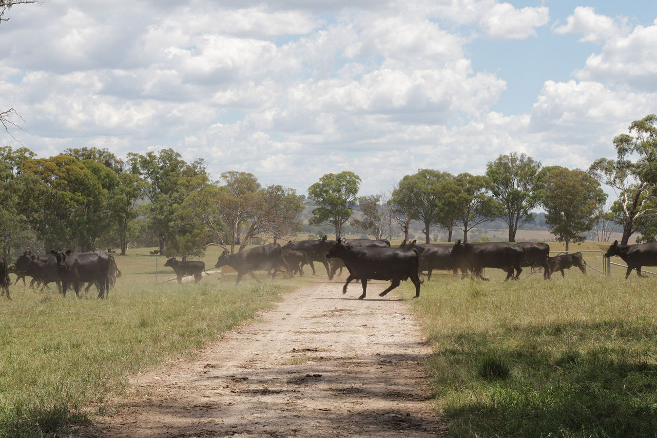 Macquarie tests market for Paraway Pastoral Company in potential ...