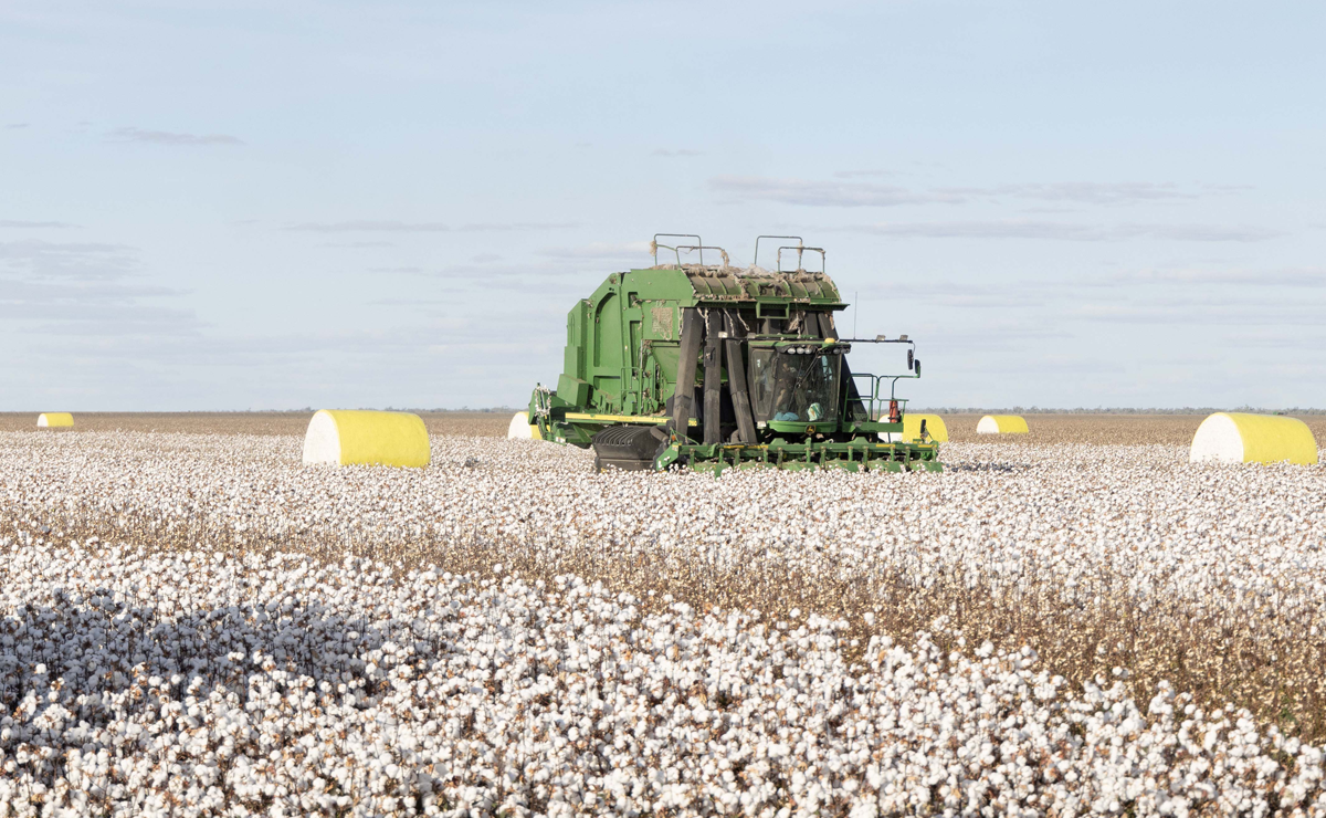 Ground-level view of a green cotton harvester in a cotton field, surrounded by large cylindrical bales of harvested cotton wrapped in yellow plastic.
