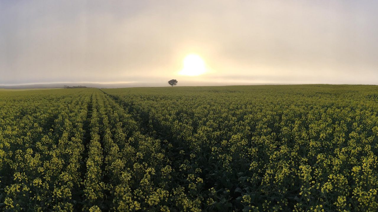 Sunset across a field