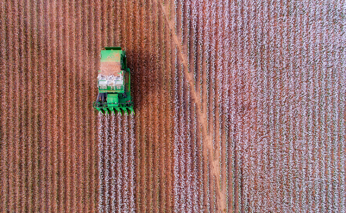 Aerial view of a green cotton harvester moving through neat rows of a cotton field, creating a path through the white cotton plants.