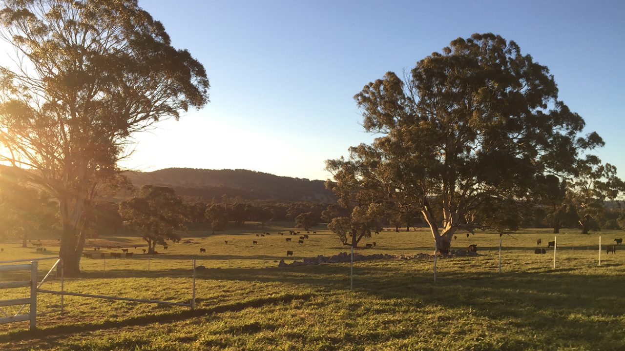 Green pasture with trees and cows grazing in the sun