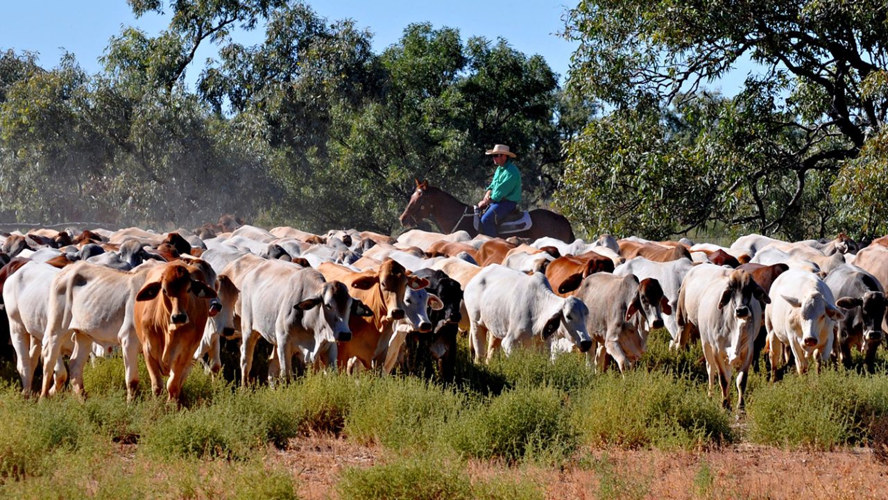 Australian farmer herding cattle