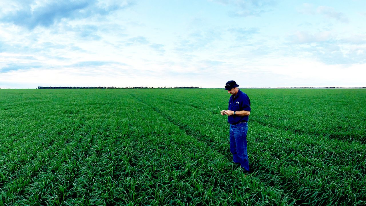 Man standing in a field looking at crop