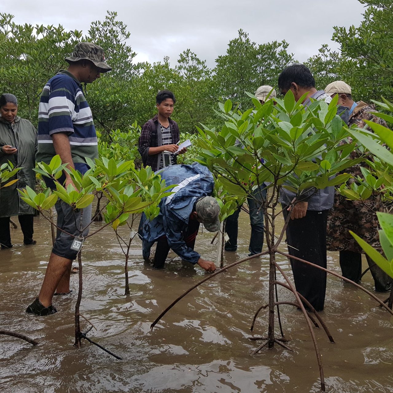 Suraj working on a blue carbon project in Myanmar