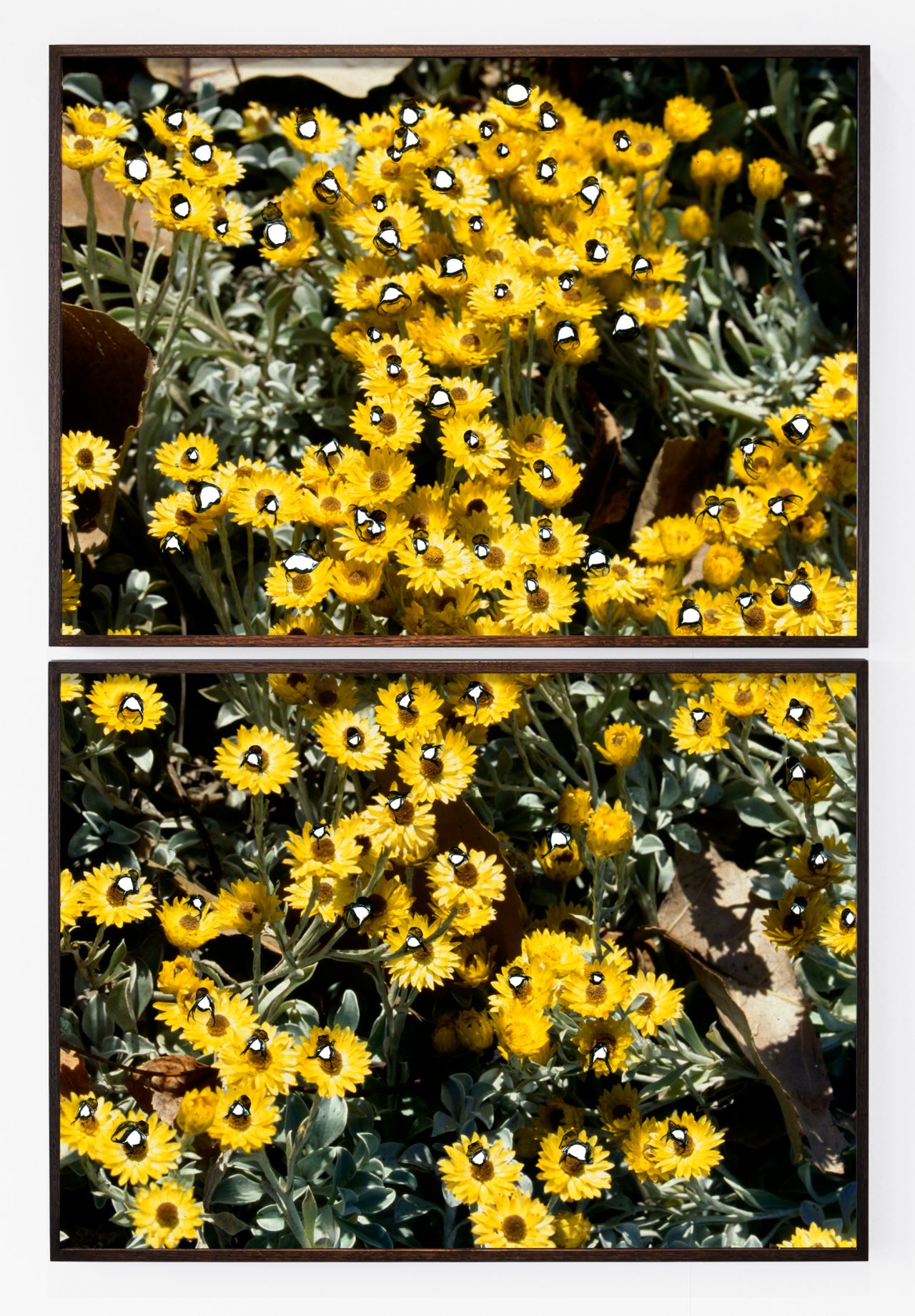 Close-up photograph of several bees collecting pollen from yellow flowers.