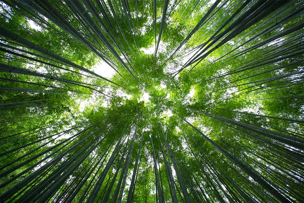 Bamboo,Houkoku ji, Kamakura