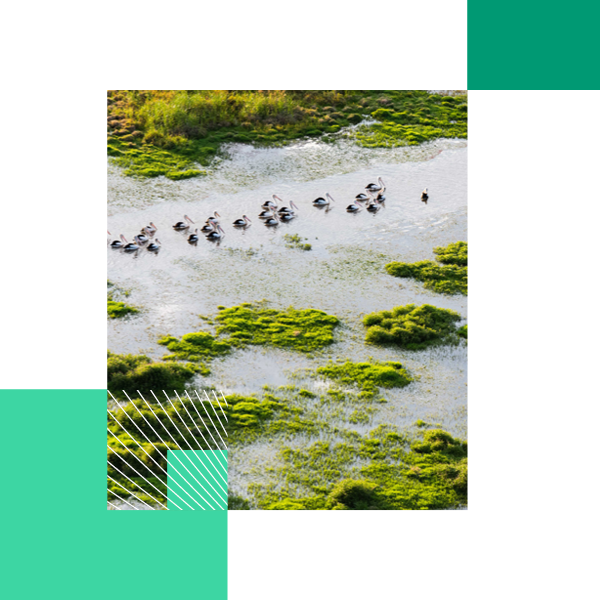 Barley nearing harvest at Viridis Ag's dryland row cropping asset "Tantanoola", in the Western Australian wheatbelt. Barley is grown in rotation with wheat and canola crops to improve soil health. 