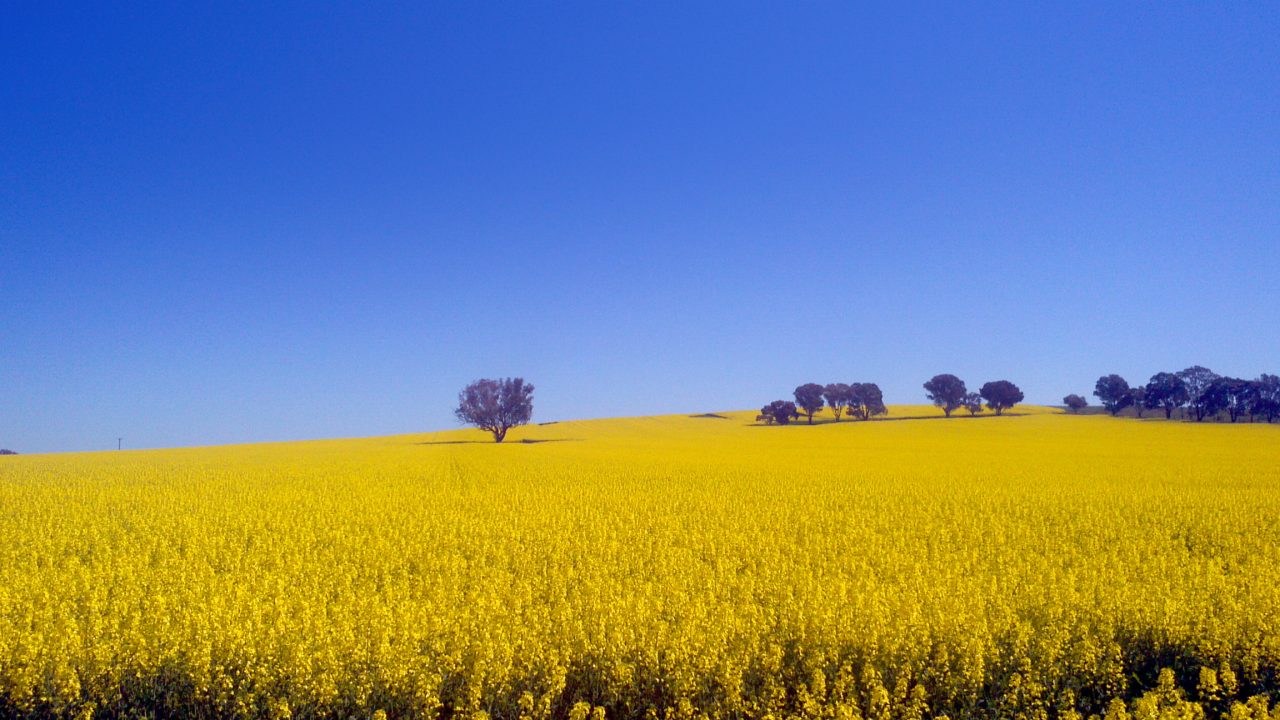 Row of tractors moving through a wheat field
